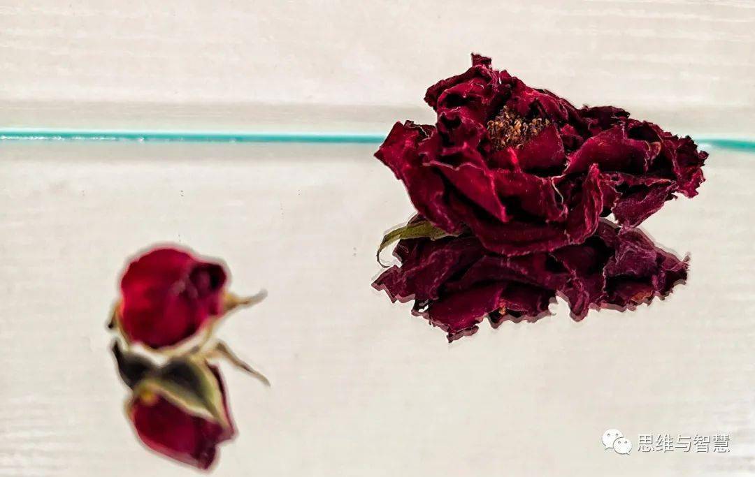 心有花开,岁月生香_漫画_一朵花_玫瑰