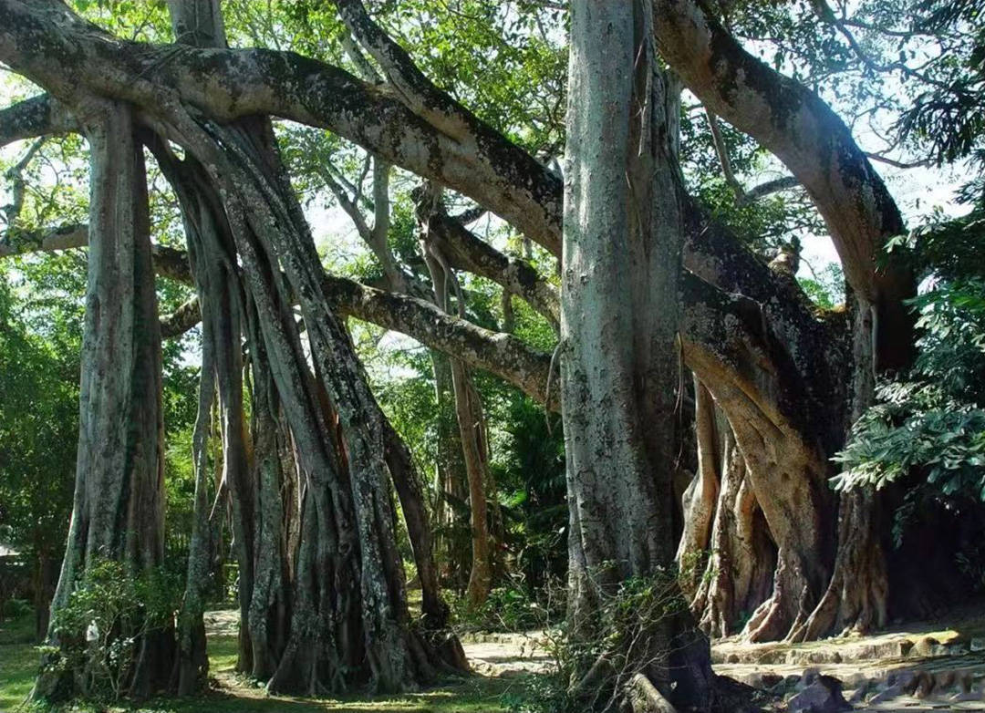 柚木又称胭脂树,紫柚木,血树等,原产地缅甸,泰国,印度和印度尼西亚