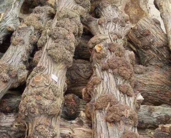 但真正的坡柏绝对不会有像崖柏一样的扁根,而且扁根会很厚,崖柏的扁根