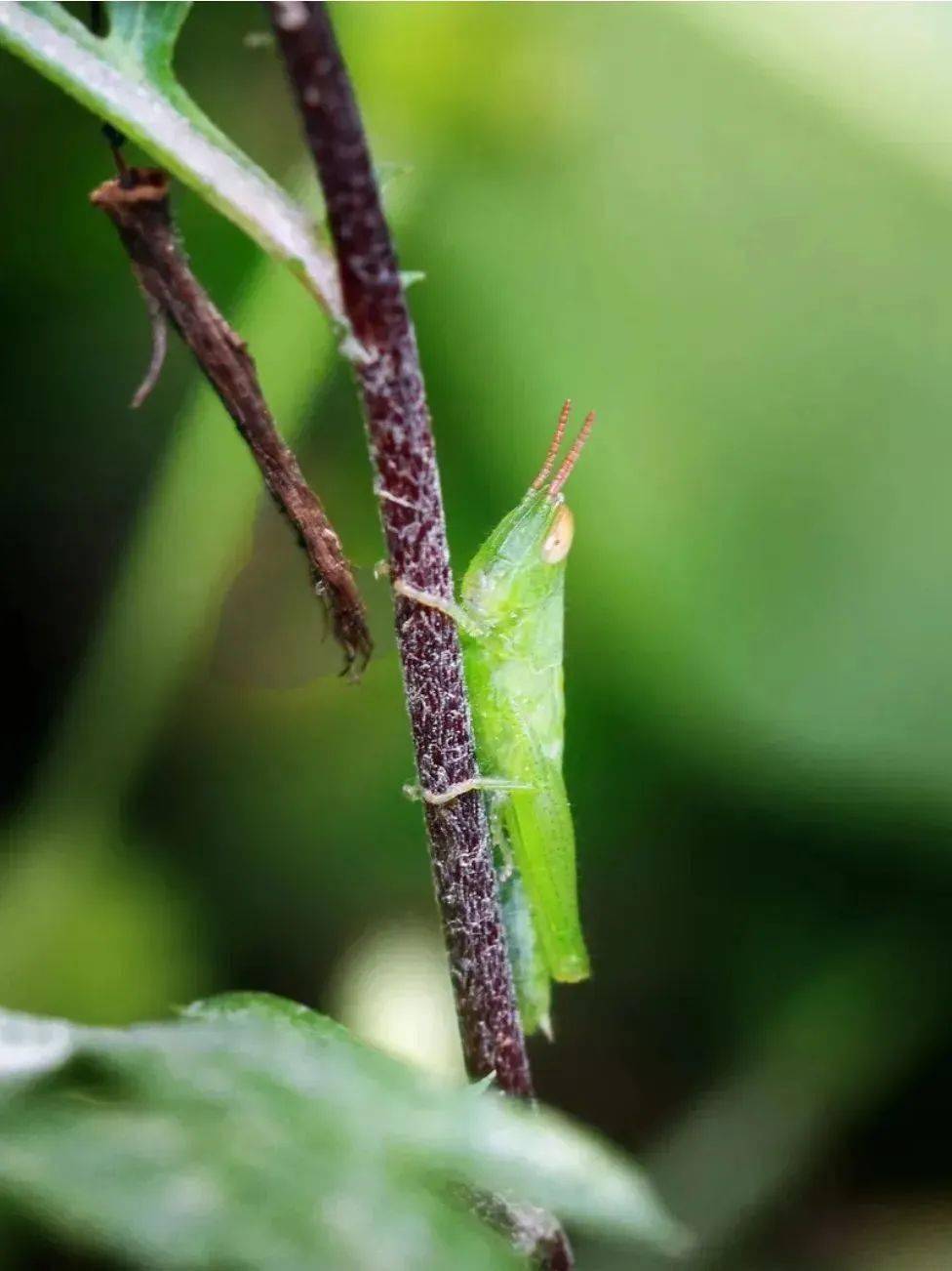 國門生物安全 | 科普天地——沙漠蝗_蝗災_包括_防控