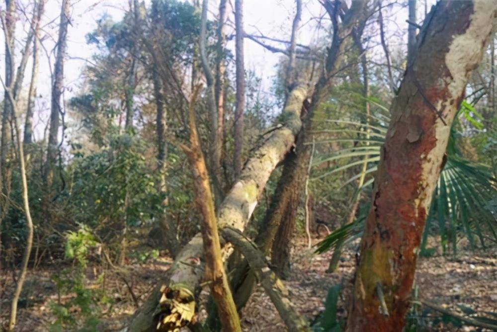 湖北磨山神秘事件：710棵树几分钟全居中折断，当地人称看见了龙