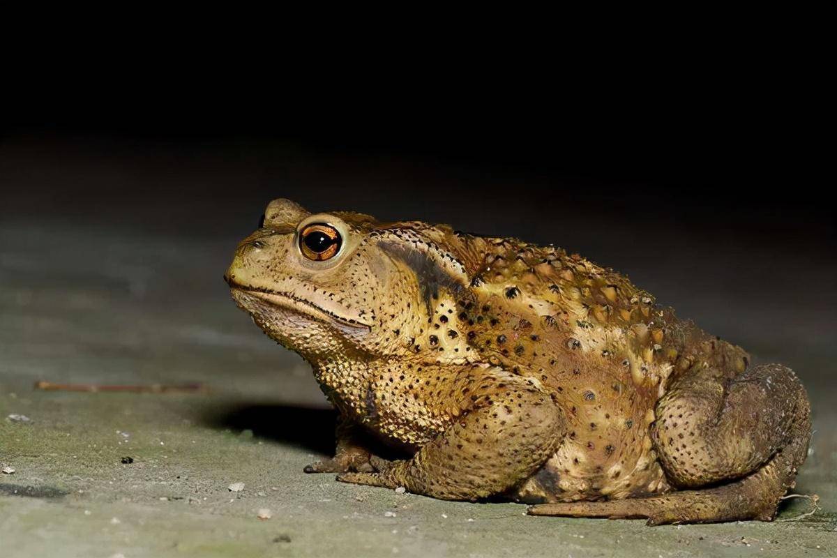 四川17人捕捉收购50吨癞蛤蟆被抓!专家:每只100_蟾蜍_中华_青蛙