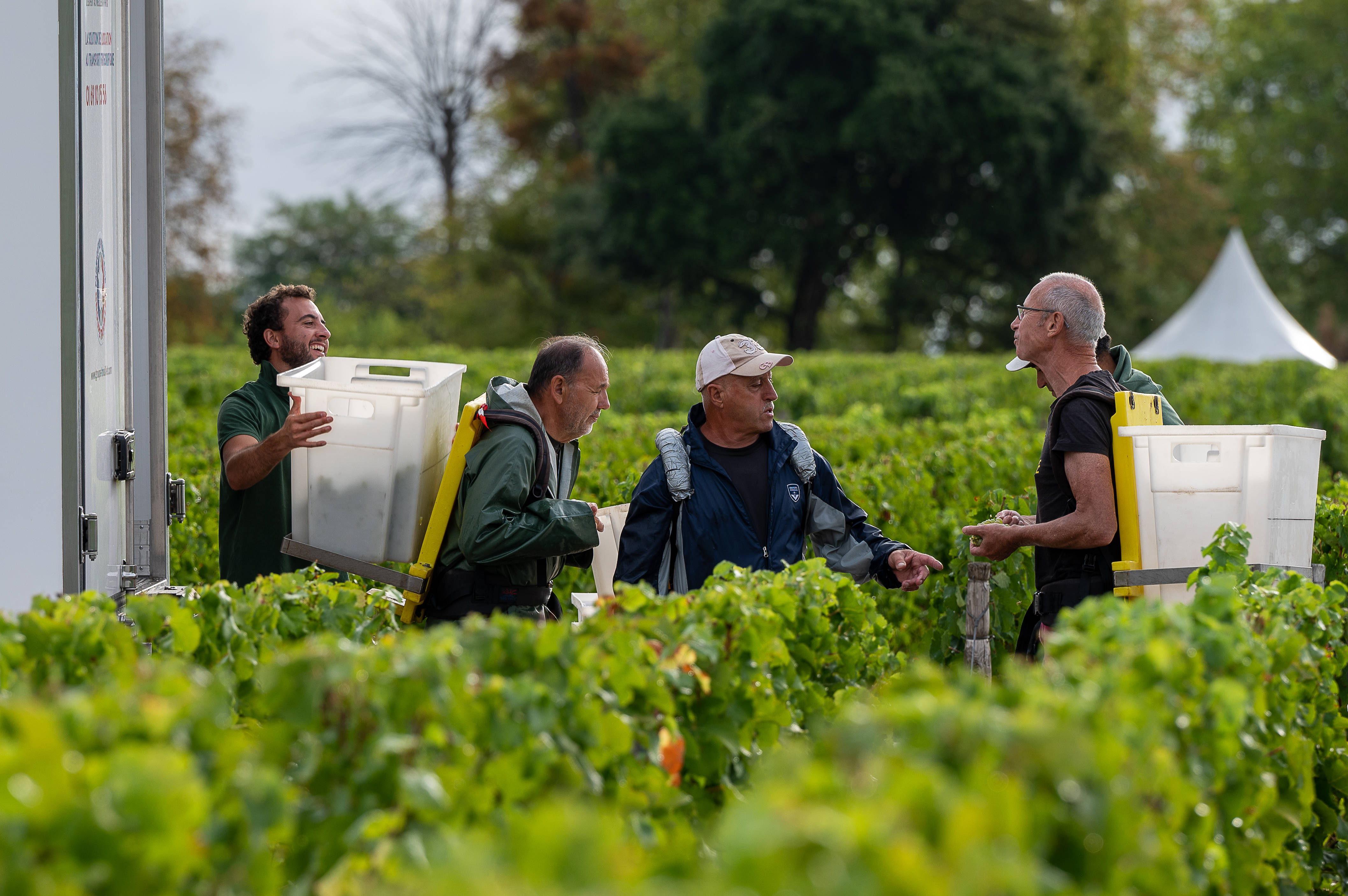 法国:收获葡萄_新华社_萨克_欧新