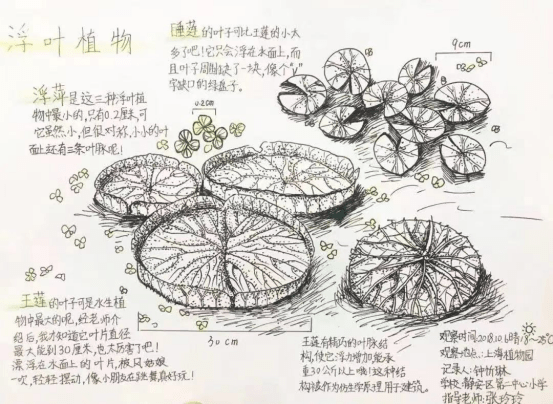 王莲简笔画图片图片