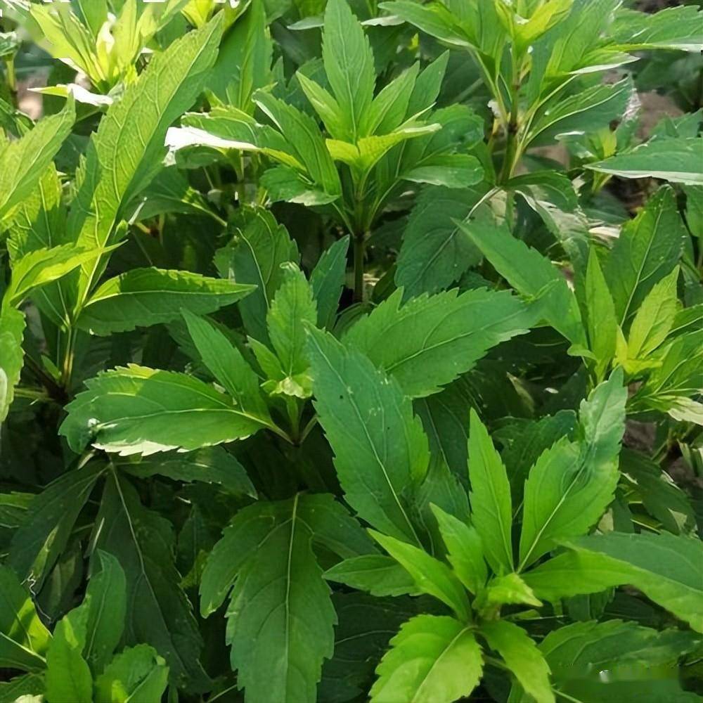 伤力草有什么功效?_实验_机体_动物