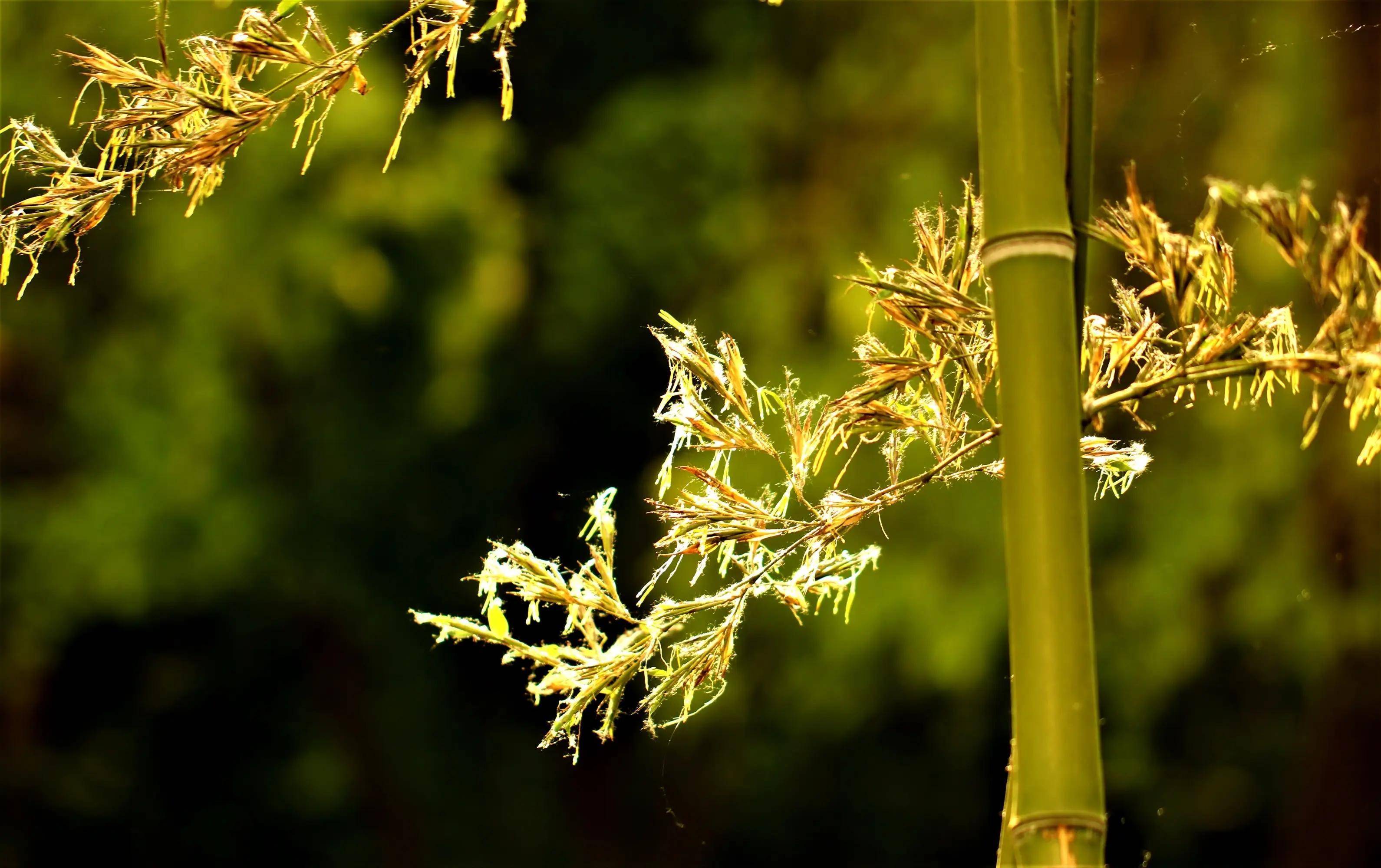 竹子开花之谜了解一下,竹子开花意味着什么?
