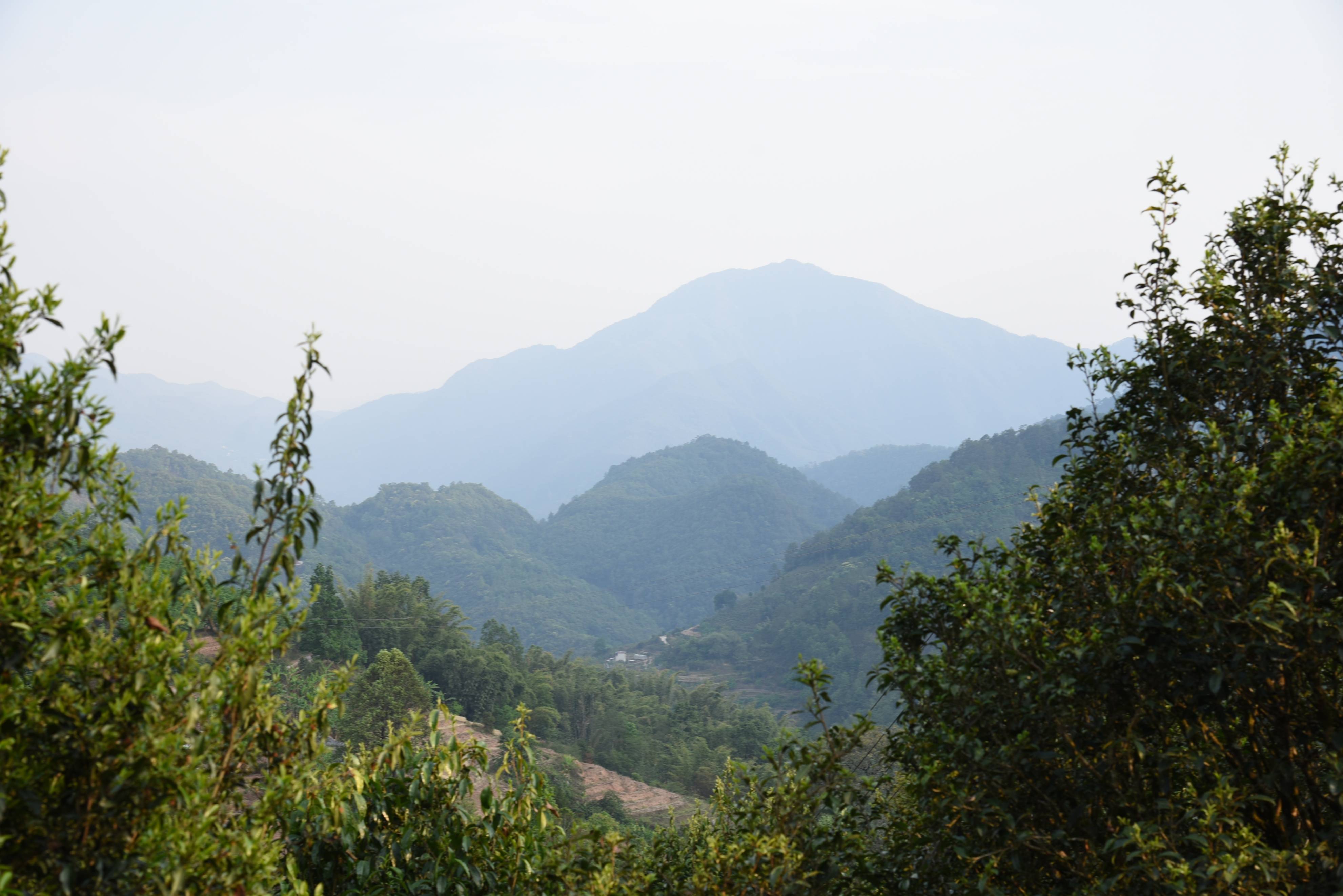 冰岛五寨:正味冰岛,兰香蜜韵冰糖甜!
