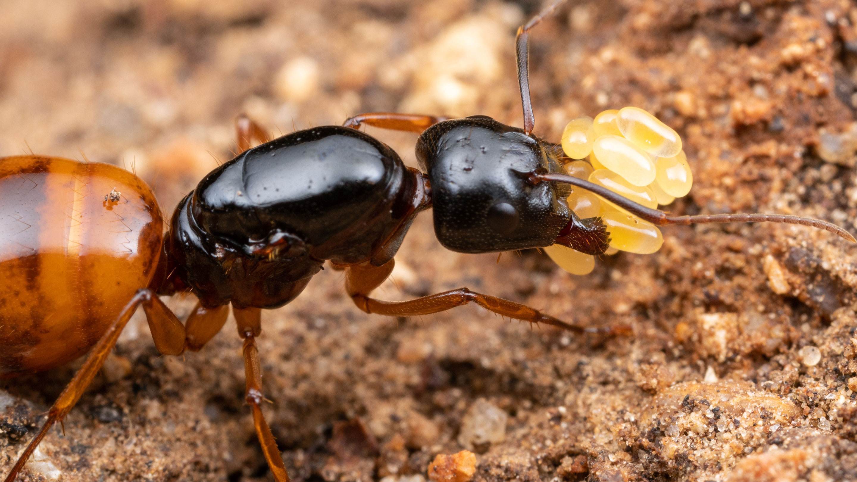 蚂蚁是地球上进化得最完美的生物,没有之一?为何会有这种说法?