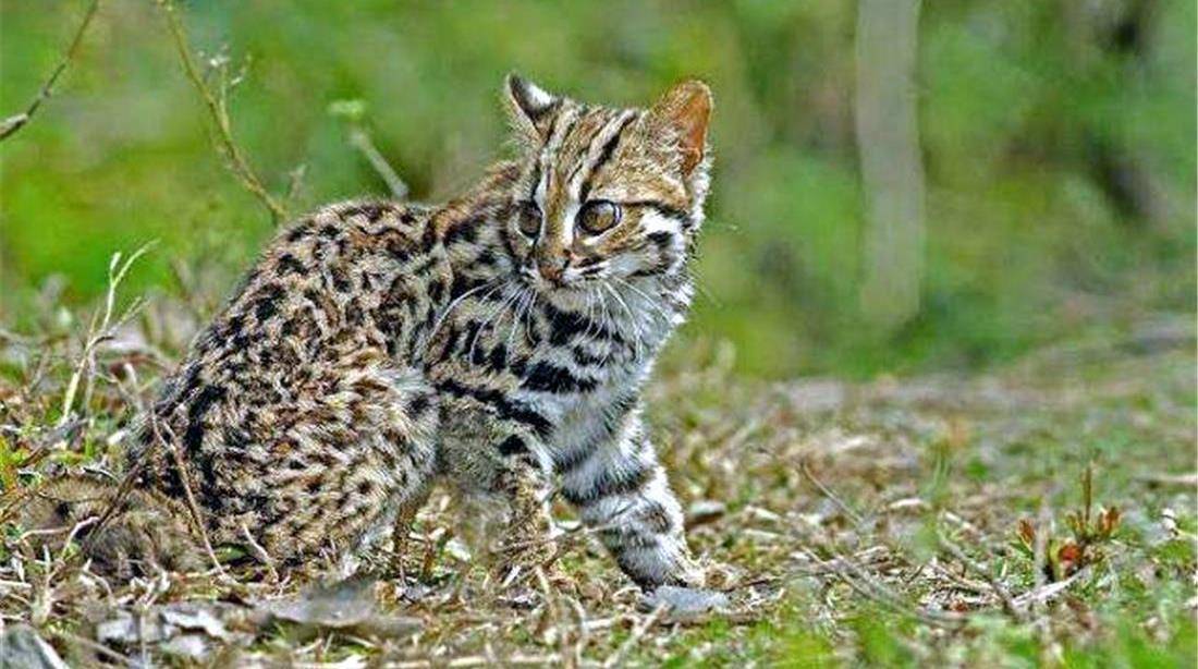 广东车八岭出现石虎,头像野猫,身似豹子,捕不到野兔只好吃老鼠_动物