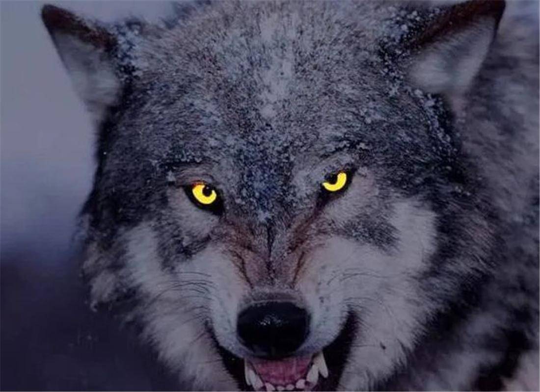 勇猛嚎叫的那只狼往往就是领头的公狼,它是整个狼群的统帅,发出的嚎