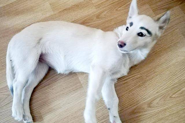 狗狗天生有灰色眉毛,却因此无人领养,网友:明明长得眉清目秀_花纹