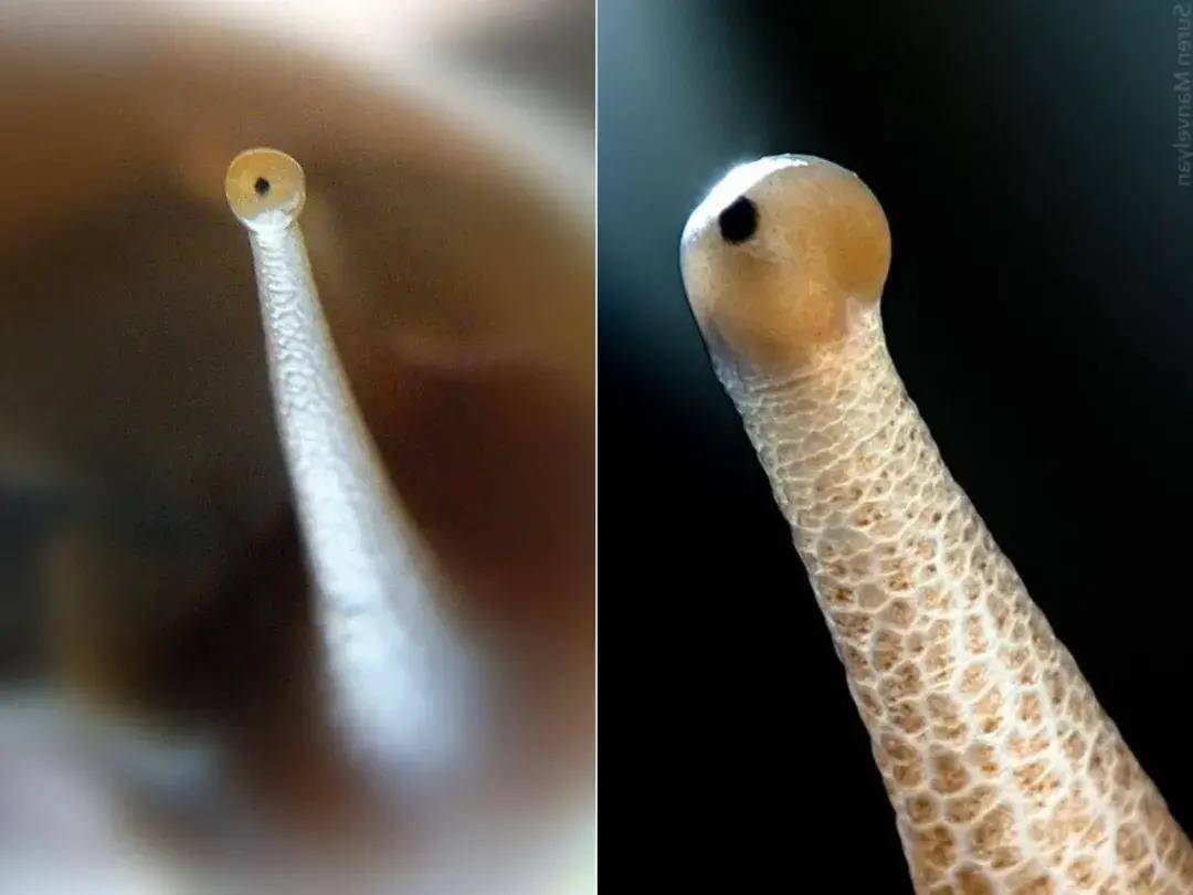 蜗牛的牙齿显微镜图片