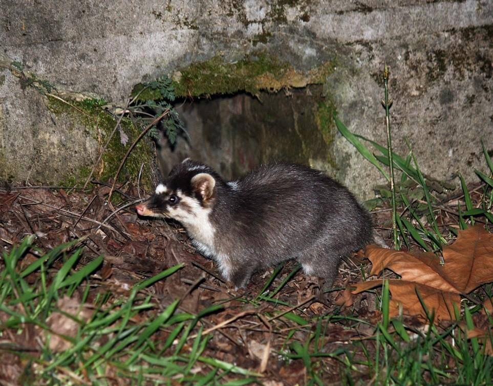 鱼鳅猫是什么动物?