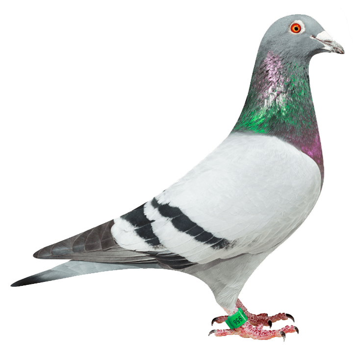 狄罗斯,父亲是倚天迪沃斯的大名鸽,迪迪王朝代表鸽,超级赛将,"白羽