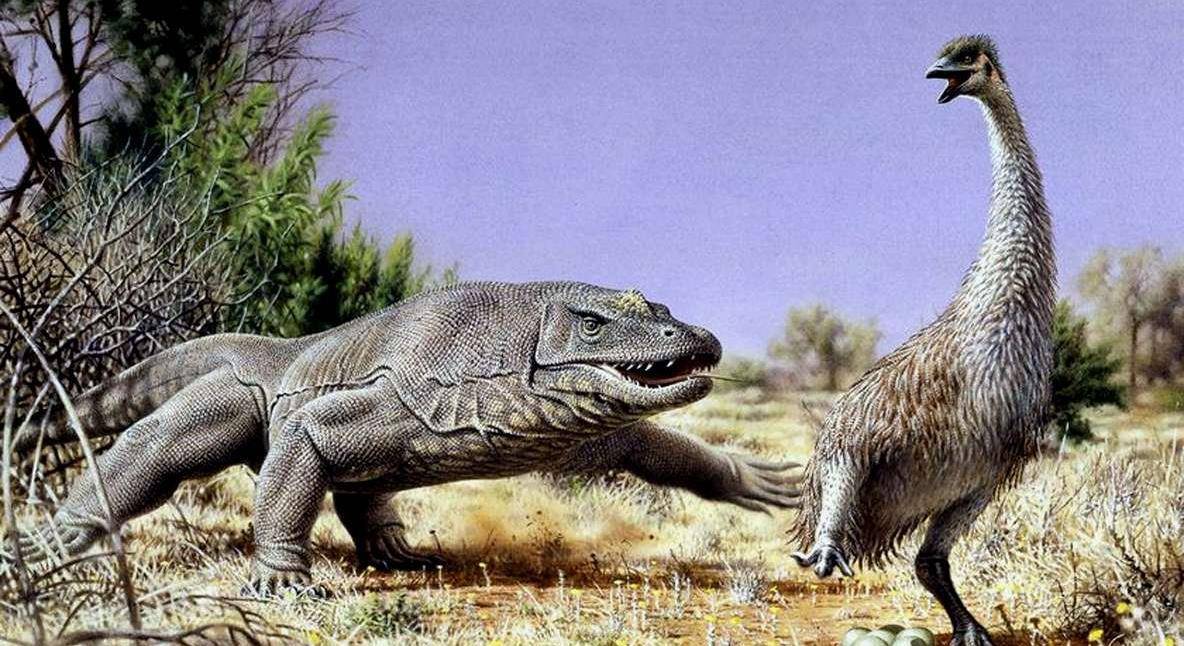 古巨蜥:澳洲魔龙