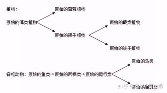 植物进化历程示意图图片