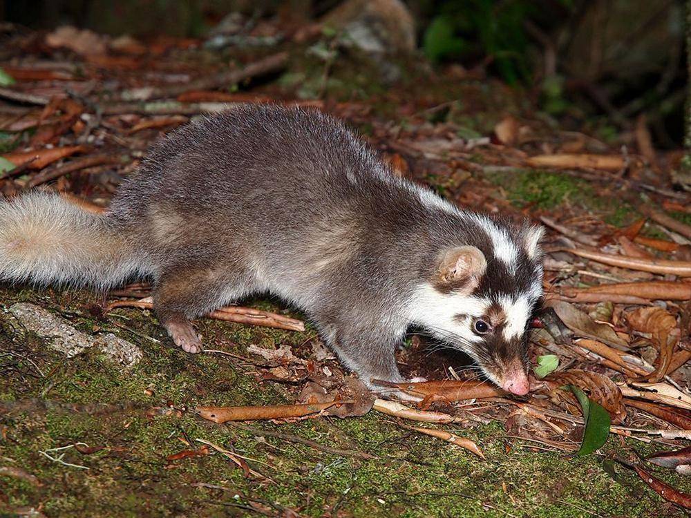 鱼鳅猫是什么动物?