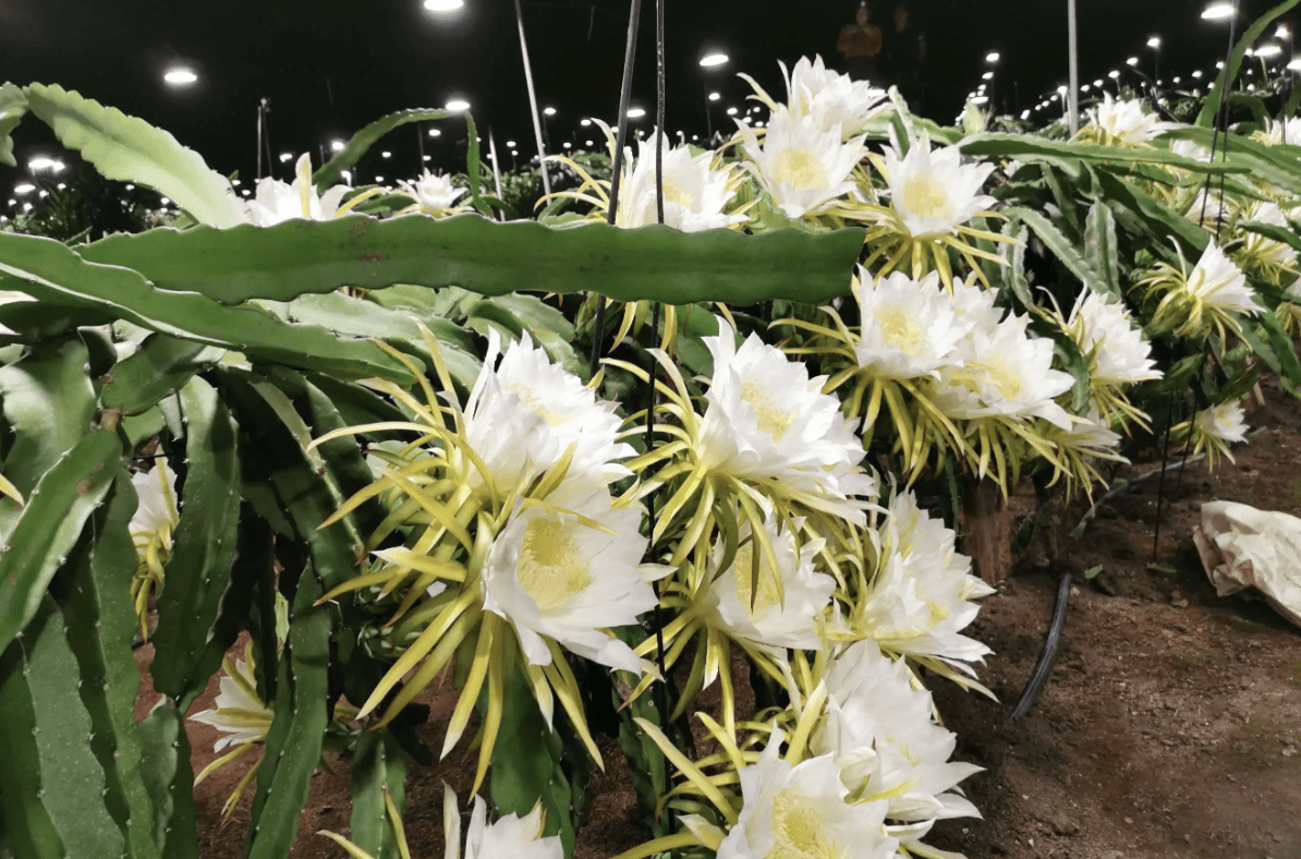 1种果树开出"剑花",人称"树上软黄金",晾干后1斤300,珍贵_花朵_火龙果