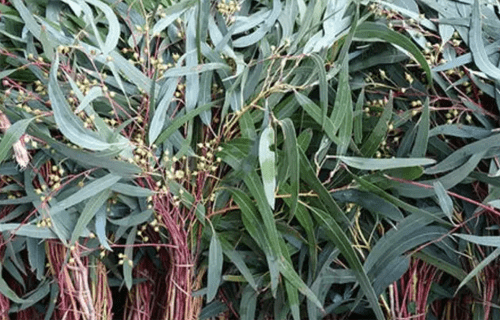 蟑螂怎么消灭最彻底小技巧,4招搞定蟑螂_方法_威器_产品