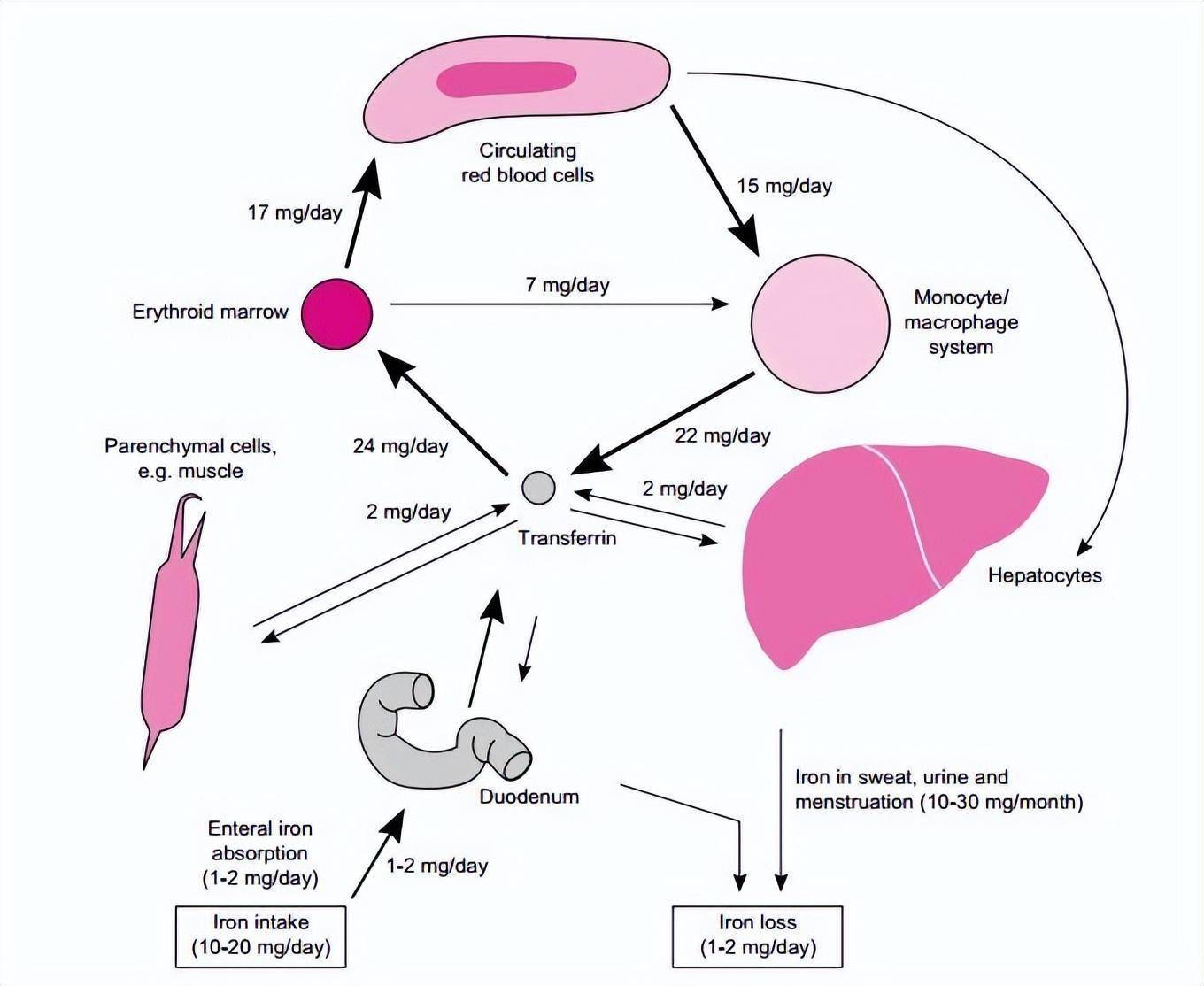 铁在体内的代谢过程图图片