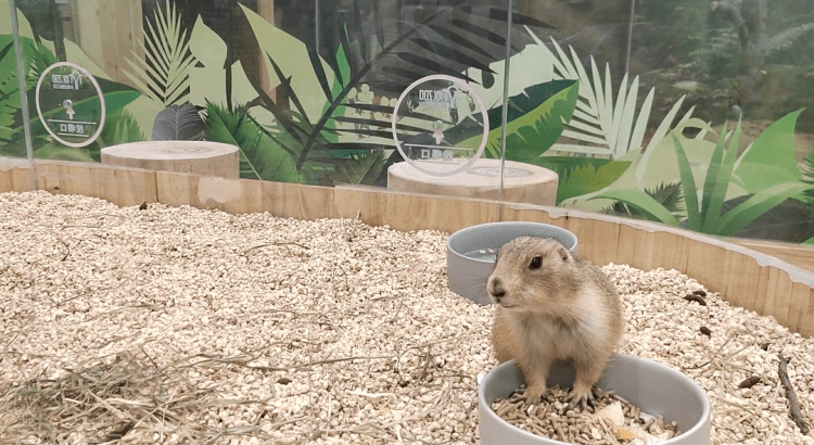 【小象动物公园丨走进商场里的"动物园"】 武汉人气萌宠乐园火爆来袭