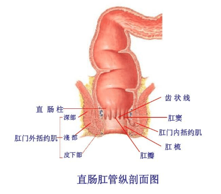 肛门直肠结构高清图图片