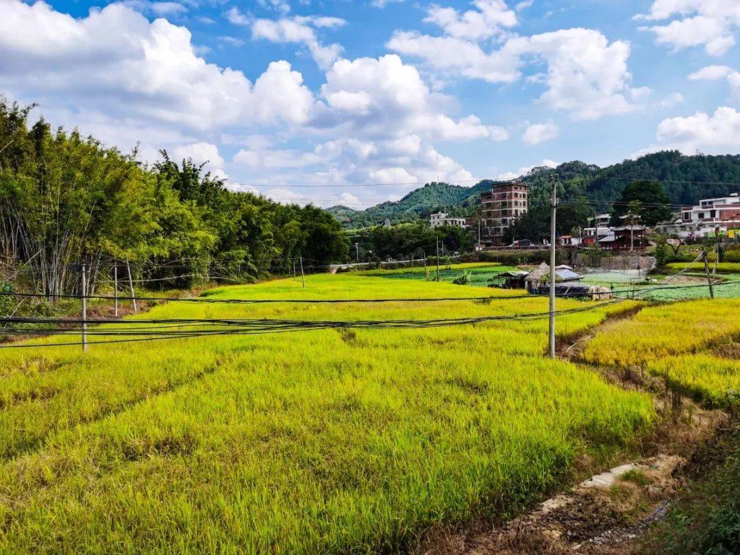 中山长洲村图片