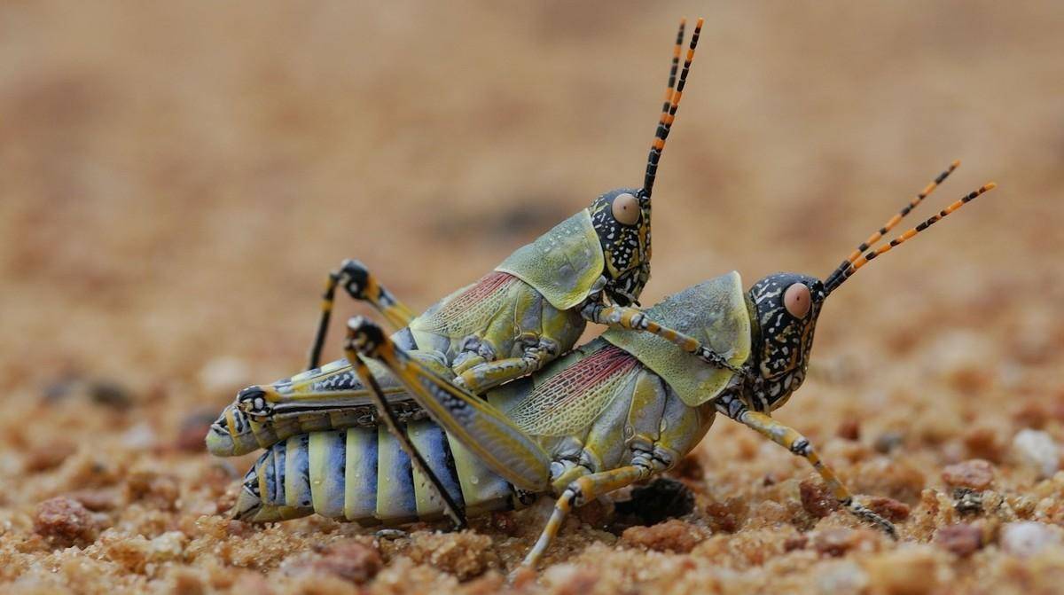 玉米螟是蜜蜂的寄生性天敌,主要是幼虫(巢虫)危害群体弱的蜂群,3~4