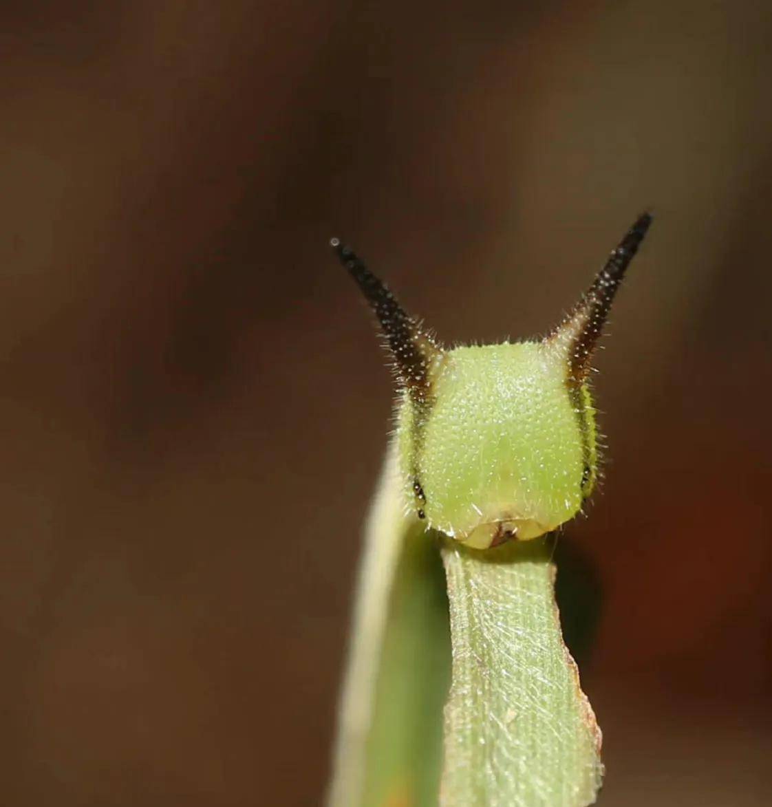 (二十三)暮眼蝶(二十四)荫眼蝶(二十五)刺蝶弄蝶(二十六)黑弄蝶(二十