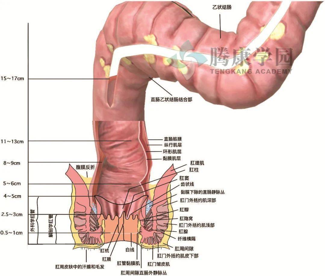 【内脏与疼痛】直肠和肛管的解剖