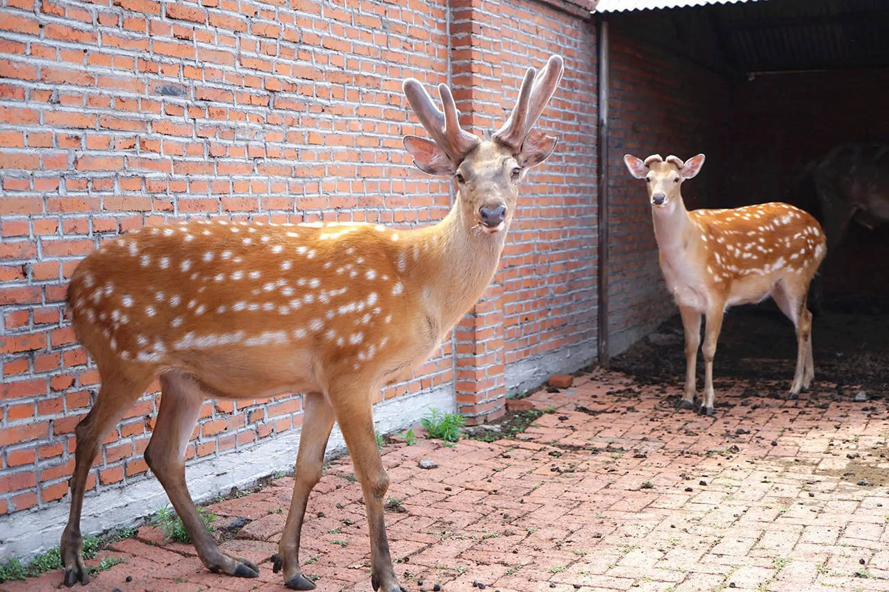 湖北武汉出现梅花鹿,顶着烈日在路上疯狂奔跑,一路跑进了二环_动物