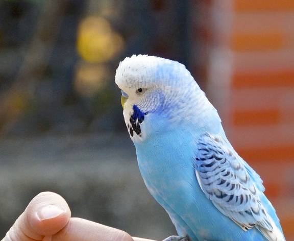 每天都要看看是否有鸟粮了,很多新手一直以为食盒有鸟粮,虎皮鹦鹉被活