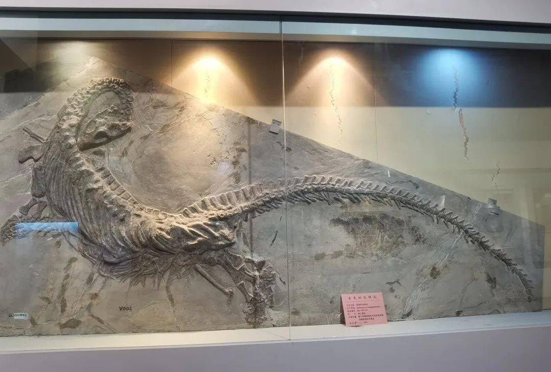 行走安顺丨古老鱼龙与山海同眠,大山里的化石博物馆"藏"着世间罕见的