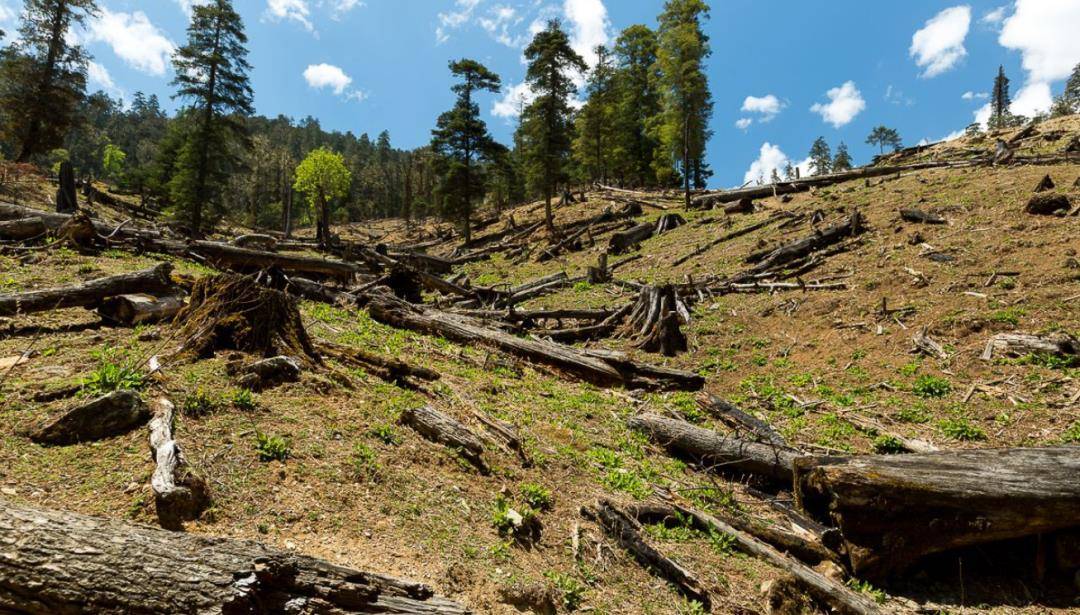 退耕,退牧等返还森林的实际行动,为增加全球森林覆盖率做出了巨大的