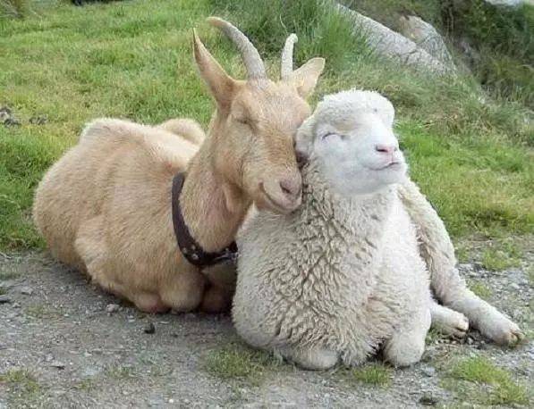 迦南诗歌山羊与绵羊图片