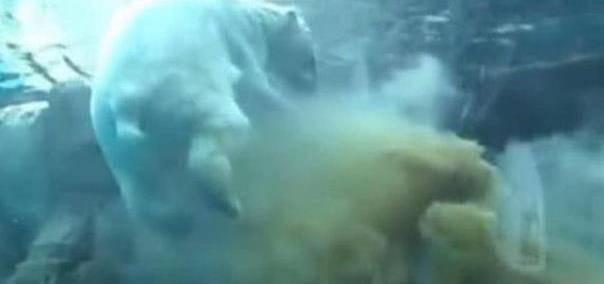 北极熊在水下放了个屁，下一秒立刻上岸：不行，太臭了，缓一缓先
