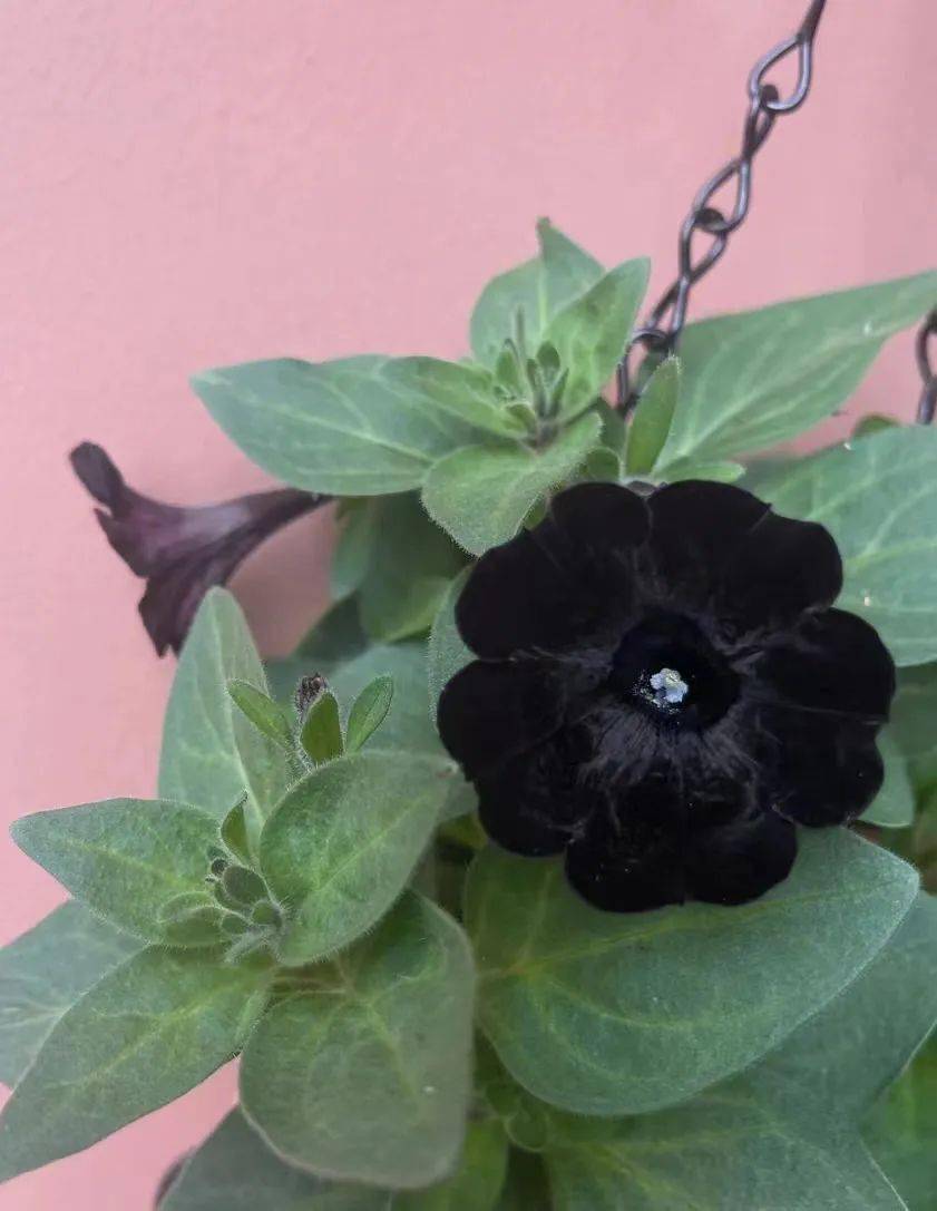 植物_开花_品种