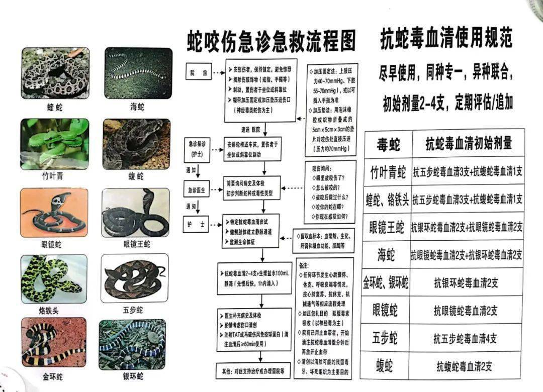 林大叔发现后即刻自行挤压出淤血,在蛇咬伤1个小时内便前往揭西县第二