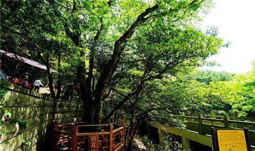 全世界最珍贵的树在浙江现世，全年都有警卫看守，全球仅此一棵