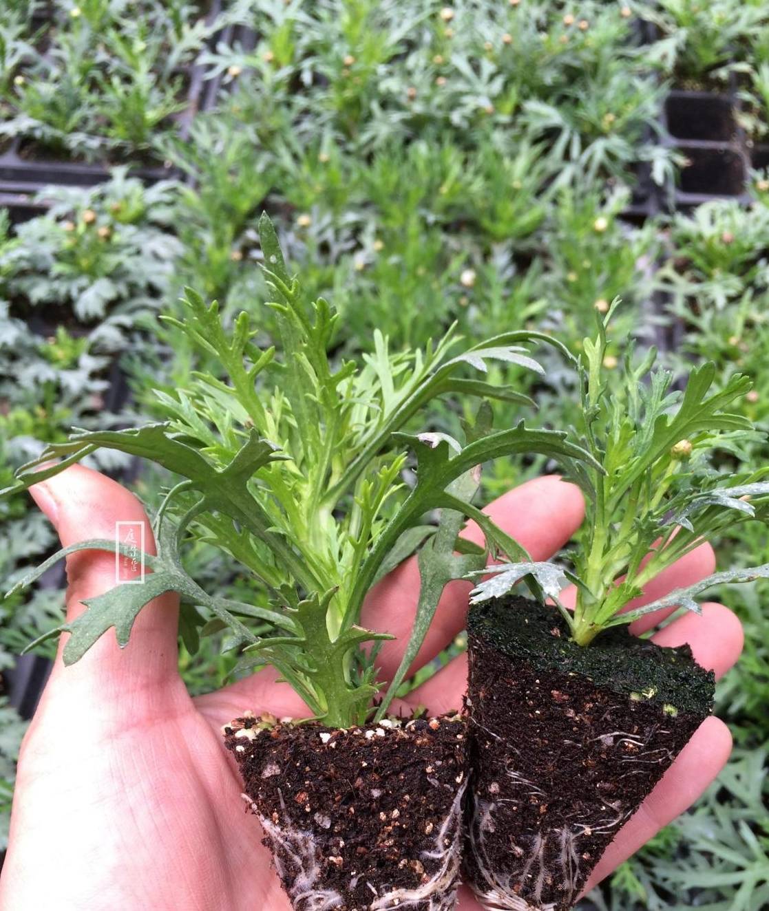 需要注意的是,玛格丽特播种的时候,对土壤的要求比较高,最好疏松透气