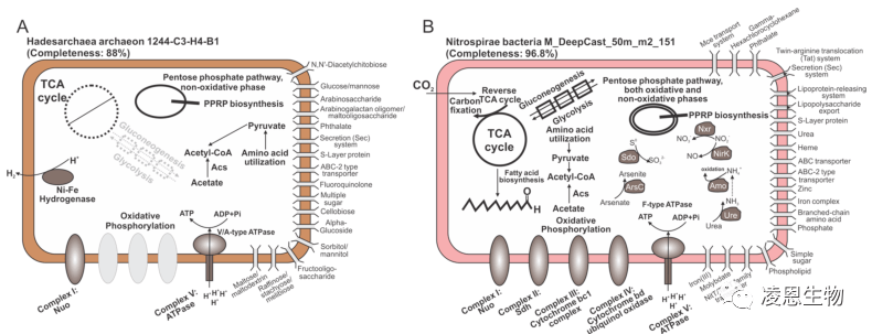 Microbiome 跨组学功能网络预测神器_微生物_代谢_基因组