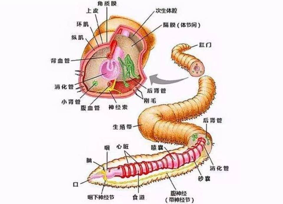 水蛭的结构解剖图图片