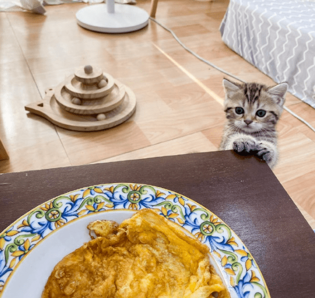 哈哈哈,千万别拿好吃的逗橘猫._猫猫_东西_吃货