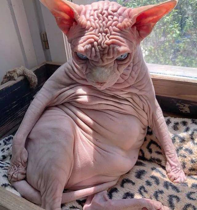 无毛猫为什么看起来那么邪恶_加拿大_温度_基因