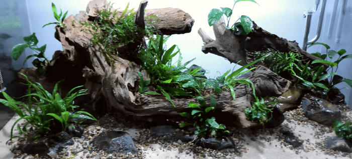 如果你看腻了复杂造景,不如来看看非洲造景师的清爽溪流缸.