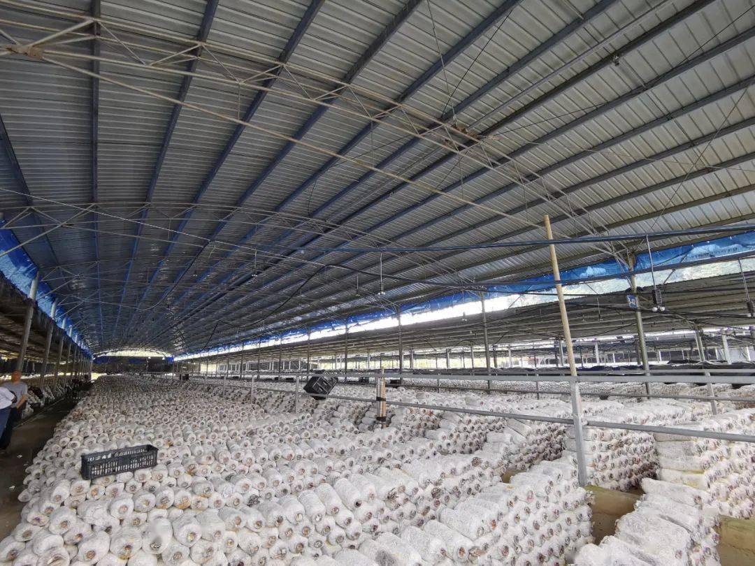 目前中寨镇青山村平菇种植基地共建有平菇大棚13个,菌棒有近50万袋