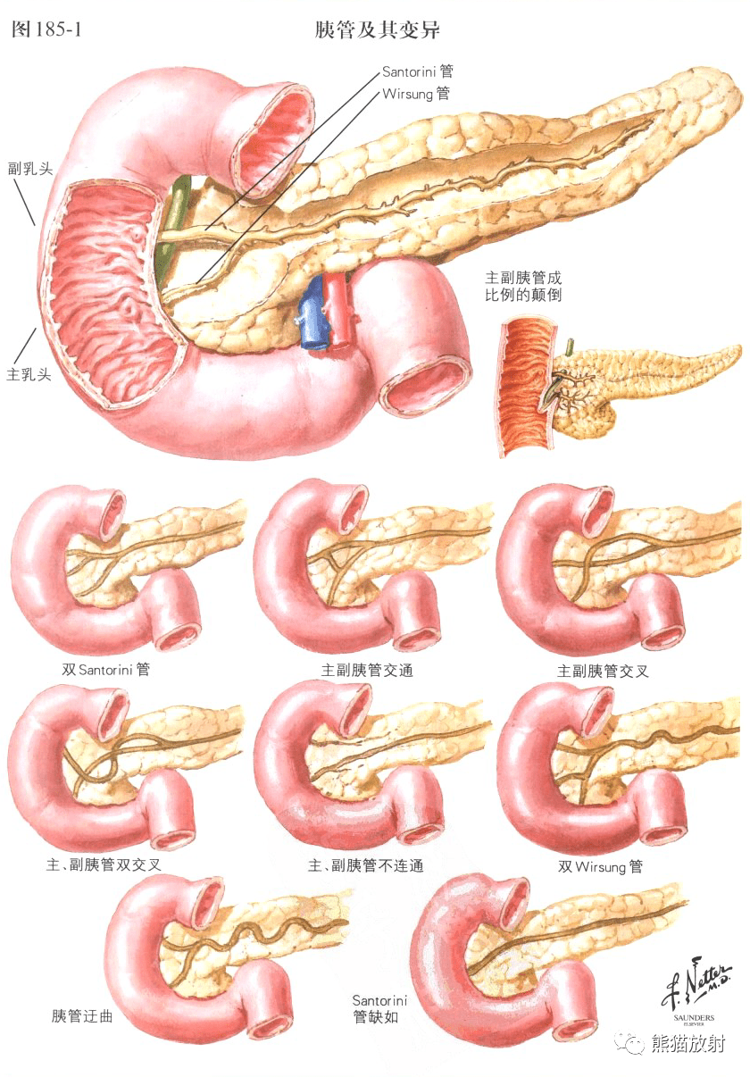 奈特圖譜丨胰腺的發育,解剖,胰管及其變異,分泌功能~_膽管_圖片_內容