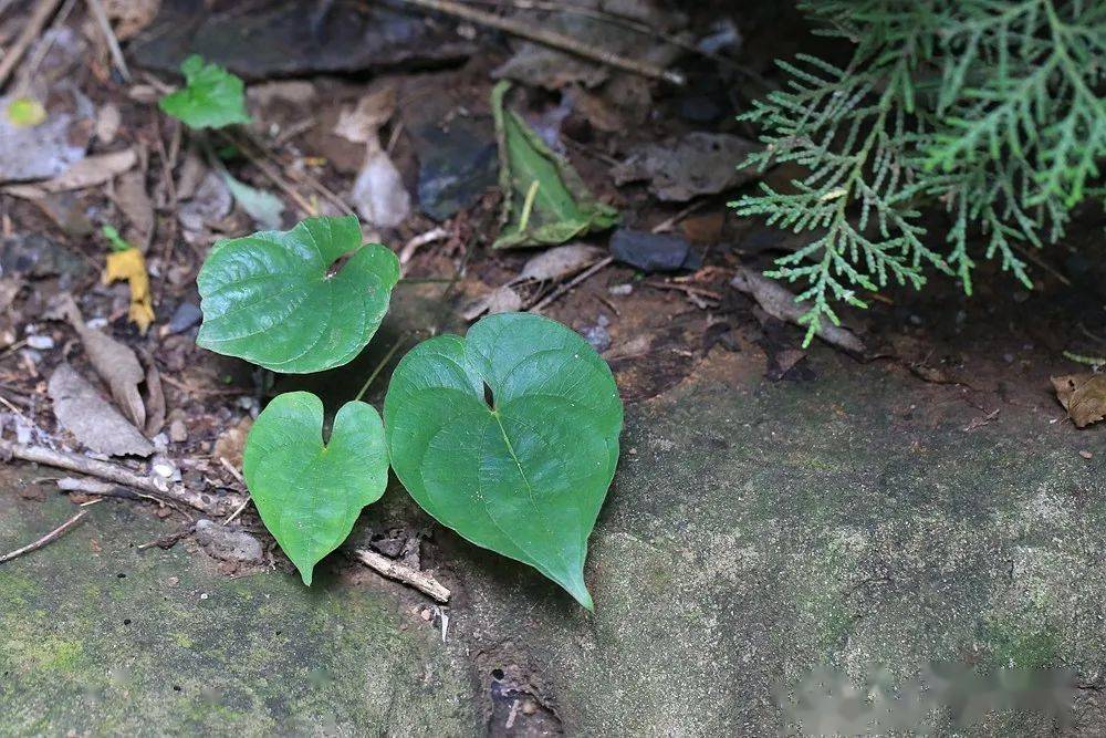 澤瀉目 天南星科 半夏屬 虎掌2.澤瀉目 天南星科 斑龍芋屬 獨角蓮1.