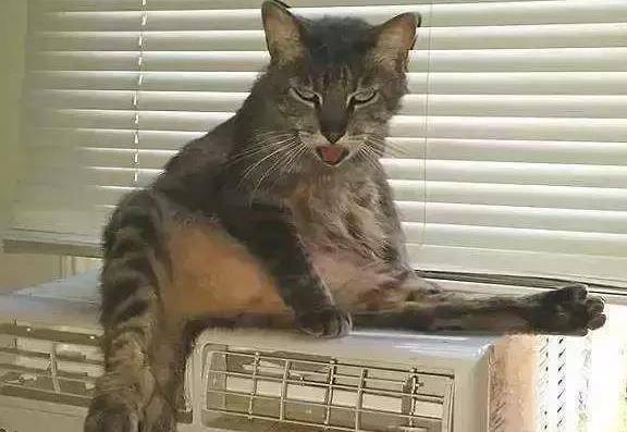 猫咪_症状_时候