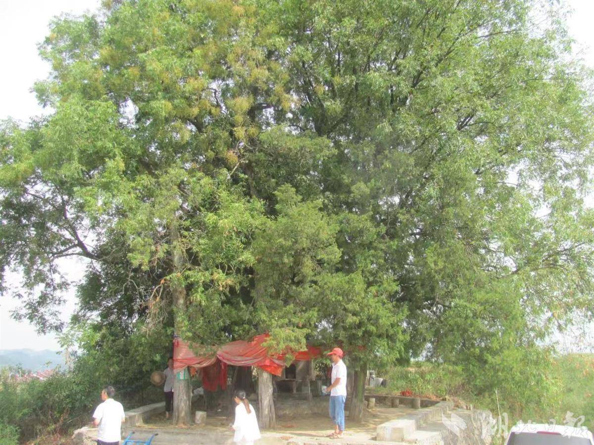 一树一“医生” 六里坪镇13棵网红古树“老有所依”